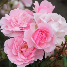 Саджанці троянд Клаймбінг Боніка (привитий) - 2-річний