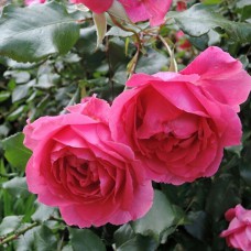 Саджанці троянд Клаймінг Парад (привитий) - 2-річний