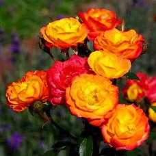 Саджанці троянд Клаймінг Румба (привитий) - 2-річний