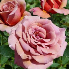 Саджанці троянд Коко Локо (привитий) - 2-річний