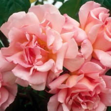 Саджанці троянд Компасіон (привитий) - 2-річний