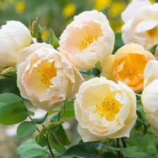 Саджанці троянд Комтес Де Шампань (привитий) - 2-річний