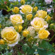 Саджанці троянд Комтесс Дю Баррі (привитий) - 2-річний