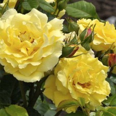 Саджанці троянд Консуела (привитий) - 2-річний