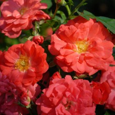Саджанці троянд Корал Дріфт (привитий) - 2-річний