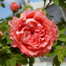 Саджанці троянд Корал Желе (привитий) - 2-річний