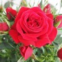 Саджанці троянд Кордана (привитий) - 2-річний