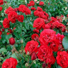 Саджанці троянд Кордула (привитий) - 2-річний