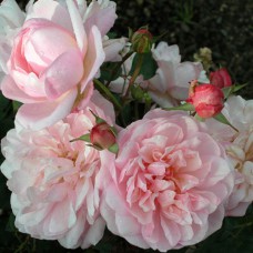 Саджанці троянд Корнелія (привитий) - 2-річний