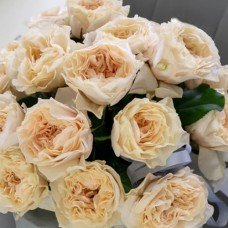 Саджанці троянд Крем Фрагранс (привитий) - 2-річний