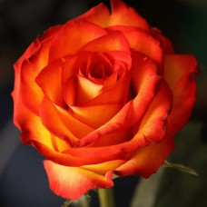 Саджанці троянд Ксюша (привитий) - 2-річний