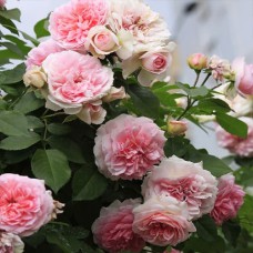 Саджанці троянд Курфюрстін Софі (привитий) - 2-річний