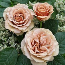 Саджанці троянд Квіксенд (привитий) - 2-річний