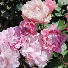 Саджанці троянд Ла Марі (привитий) - 2-річний