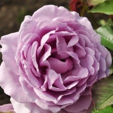 Саджанці троянд Лав Сонг (привитий) - 2-річний