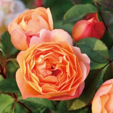 Саджанці троянд Леді Оф Шалот (привитий) - 2-річний