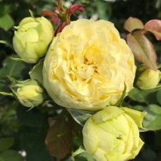 Саджанці троянд Лемон Піано (привитий) - 2-річний