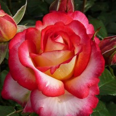 Саджанці троянд Лео Ферре (привитий) - 2-річний