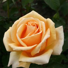 Саджанці троянд Лінда Беллінгем (привитий) - 2-річний