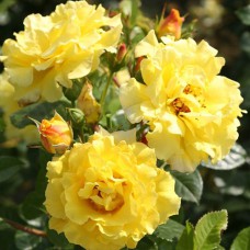 Саджанці троянд Лючія (привитий) - 2-річний