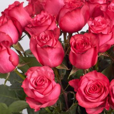 Саджанці троянд Лола (привитий) - 2-річний