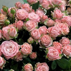 Саджанці троянд Мадам Бомбастік (привитий) - 2-річний