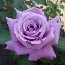 Саджанці троянд Майнцер Фастнахт (привитий) - 2-річний