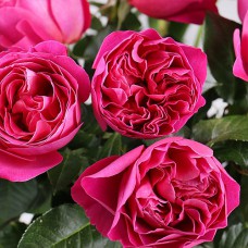 Саджанці троянд Малиновий Піон (привитий) - 2-річний