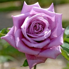 Саджанці троянд Мамі Блю (привитий) - 2-річний