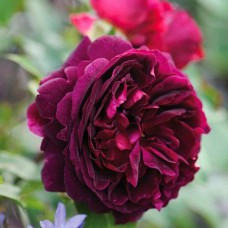 Саджанці троянд Манстед Вуд (привитий) - 2-річний