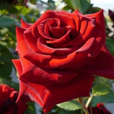 Саджанці троянд Марічка (привитий) - 2-річний