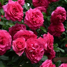 Саджанці троянд Марітім (привитий) - 2-річний