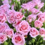 Саджанці троянд Маршмеллоу (привитий) - 2-річний