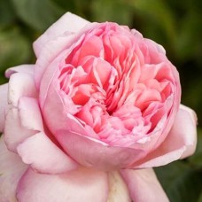 Саджанці троянд Марта (привитий) - 2-річний