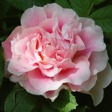 Саджанці троянд Мартін Фробішер (привитий) - 2-річний