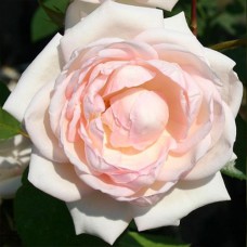 Саджанці троянд Мартін Гійо (привитий) - 2-річний