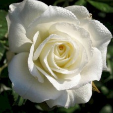 Саджанці троянд Маруся (привитий) - 2-річний