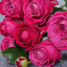 Саджанці троянд Марвелоус Баблз (привитий) - 2-річний