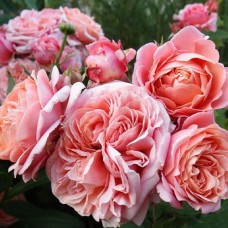 Саджанці троянд Мері Енн (привитий) - 2-річний