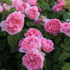 Саджанці троянд Мері Роуз (привитий) - 2-річний