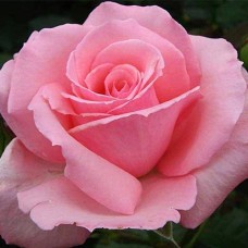 Саджанці троянд Мерхен Кеніген (привитий) - 2-річний