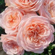 Саджанці троянд Мерхенцаубер (привитий) - 2-річний