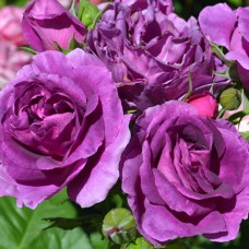 Саджанці троянд Мінерва (привитий) - 2-річний