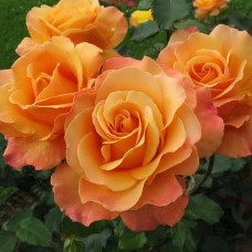 Саджанці троянд Міракл (привитий) - 2-річний