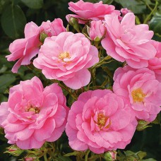 Саджанці троянд Мірато (привитий) - 2-річний