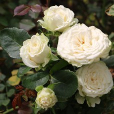 Саджанці троянд Міс Бомбастік (привитий) - 2-річний