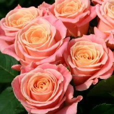 Саджанці троянд Міс Піггі (привитий) - 2-річний