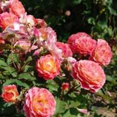 Саджанці троянд Мішель Бедросьян (привитий) - 2-річний