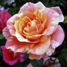 Саджанці троянд Мішель Ларок (привитий) - 2-річний