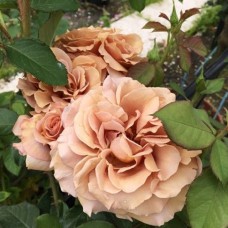 Саджанці троянд Мокароса (привитий) - 2-річний